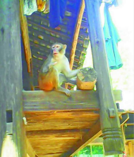 猕猴借住在吴家的木楼里