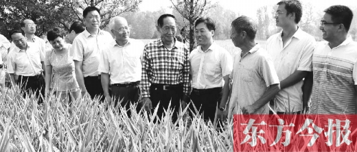 85岁的袁隆平行走在狭窄的田埂上