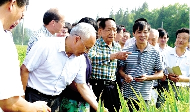 袁隆平在试验区察看水稻生长情况