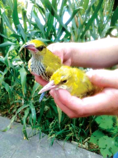 郑州市民小区内救下两只黄鹂鸟