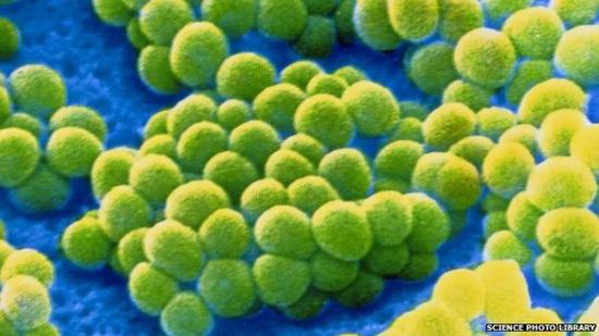 在已经发现的7000种不同类型的细菌中，葡萄球菌是其中的一种。