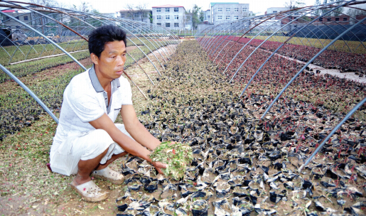 古荥镇突降冰雹，270亩花田损失惨重