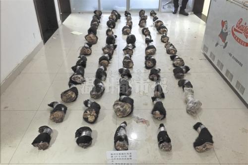 温州侦破贩卖珍稀动物案 包括熊掌、娃娃鱼、