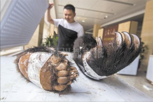 温州侦破贩卖珍稀动物案 包括熊掌、娃娃鱼、