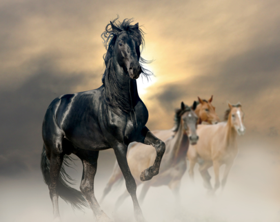 专栏:现代相马是科学更是艺术伯乐再世也徒然_马术_新浪竞技风暴_新浪网