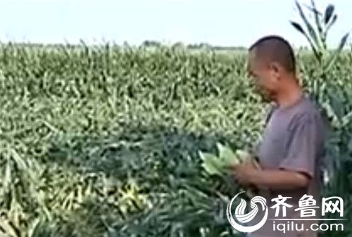 掛漿玉米倒伏村民愁銷路