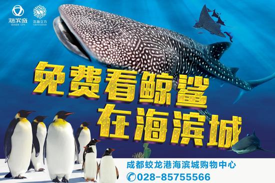 免费看鲸鲨 海滨城为成都引熊猫鱼