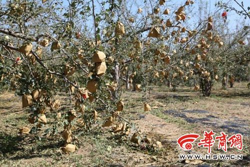 陕西延川4800果园被冰雹砸毁