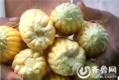 目前,玉米處于掛漿階段,汁水很豐富。(視頻截圖)