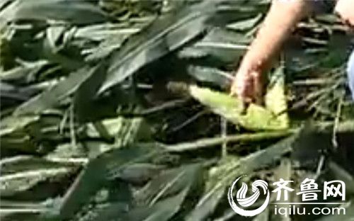 玉米桿上的玉米已經(jīng)和成熟玉米差不多一般大小了,還有一個(gè)月就成熟上市了。(視頻截圖)