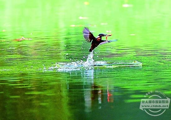 武汉摄影爱好者投鱼诱鸟 抓拍叼鱼出水一瞬间