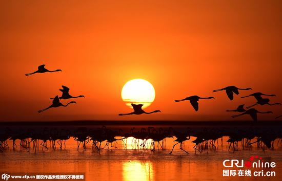 当地时间2015年8月31日，土耳其阿克萨拉伊，日落时分成群火烈鸟飞过盐湖上空，景致如画。图片来源：Anadolu Agency/Getty Images/CFP 