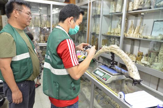 图:渔护署人员巡查售卖象牙製品的店舖,量度象牙的重量,以及核对纪录\渔护署供图