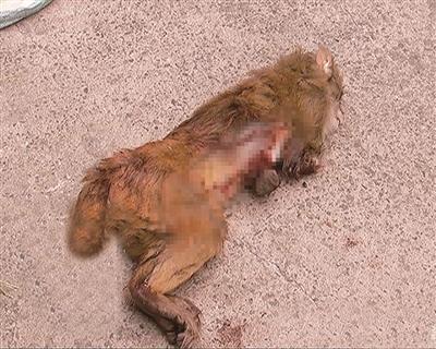 嘉兴1无人陪玩猴子越狱伤人 人猴大战5小时无