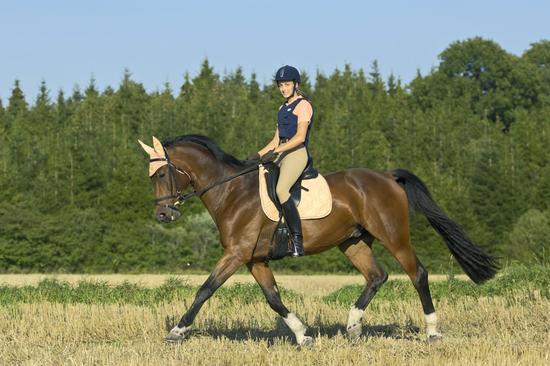 马怎么走路你知道吗? 教你几招轻松掌控马儿步