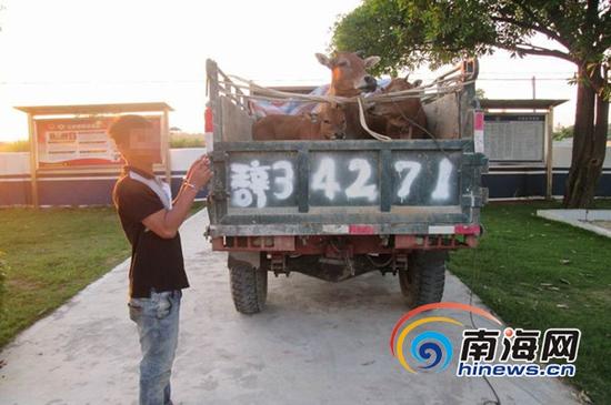 乐东边防破获系列盗牛案,并追回7头耕牛。(通讯员郑万隆摄)