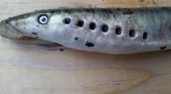 僵尸鱼现英国河道,七鳃鳗外形奇异