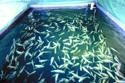 物联网助力顺德打造智能水产养殖系统