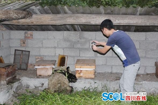 “吃货”大熊猫进村,满身沾满了花草