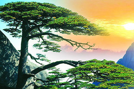 闻名天下的迎客松