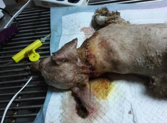 从网友所发图片看,这是一只泰迪犬,狗狗的颈部大部分地方已没有皮毛