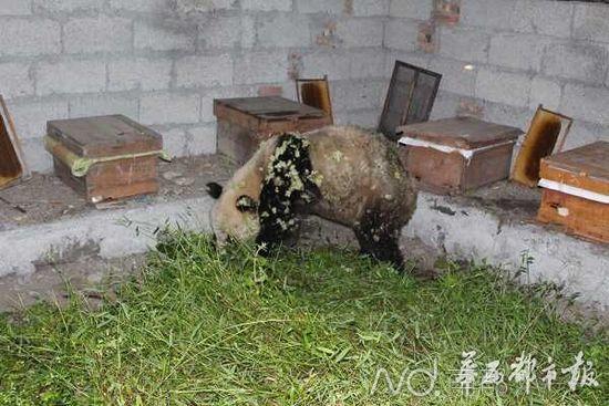大熊猫下山偷吃10多箱蜂蜜