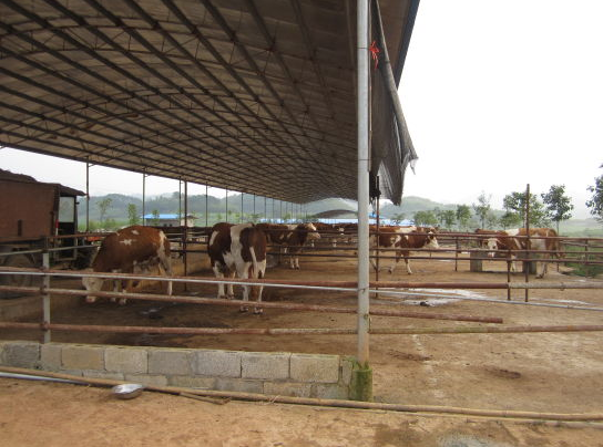 创富故事汇:大新海瑛 新型养殖业造福一方经济