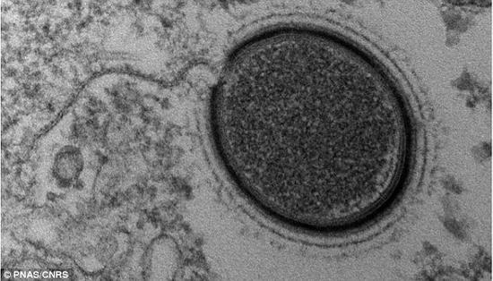 科学家将“复活”一种名为“Mollivirus sibericum”的病毒，以对其进行更深入的了解，并检查它是否会对动物或人类造成威胁。这种病毒发现于西伯利亚的荒野之中，已经休眠了大约3万年，是2003年以来发现的第四种史前“巨型”病毒。