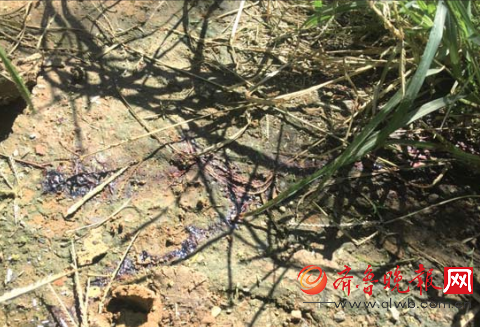 13日中午，济南历城区合二庄村西南角的草丛里，23岁女孩郑某被杀后抛尸的现场仍有很多血迹。本报记者时培磊摄