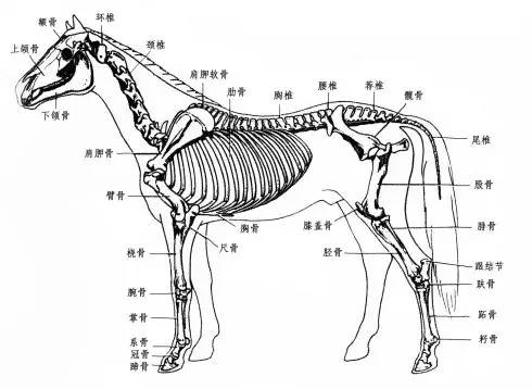 马的身体构造示意图