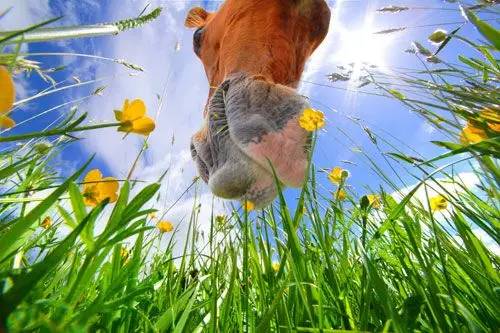 好马不吃回头草是真的吗? 科学论证带你解密