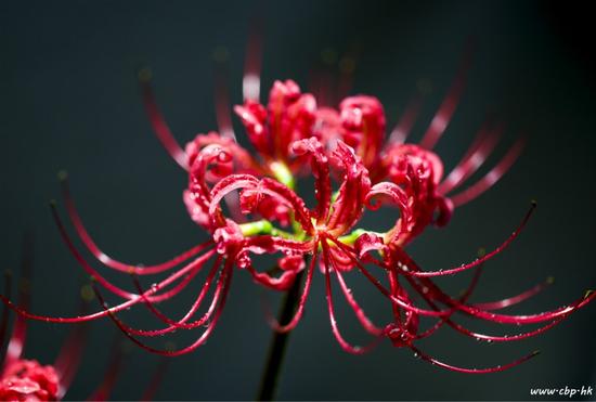 持咒时咒音不准是否修持无效（图：佛教摄影论坛）