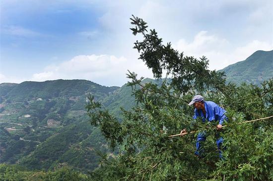 榧乡文化保护与发展论坛在诸暨举行 让香榧走