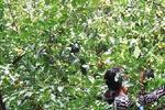 郑州观赏果树遭市民采摘 食用或将影响健康(图)
