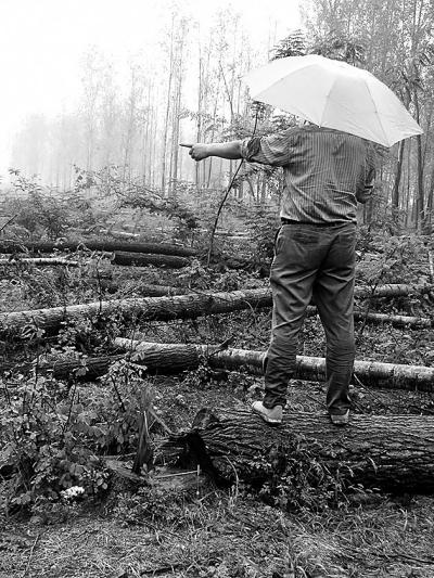 毁林现场，许多树木横七竖八地躺在地上。