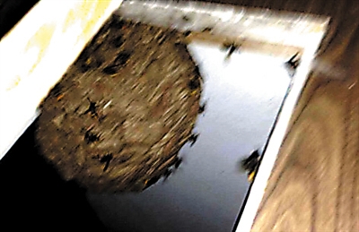 男子住酒店房间发现篮球大小马蜂窝 被蛰伤入