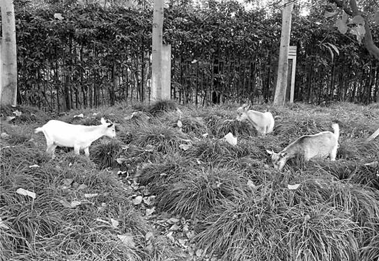 杭州职业技术学院成小型动物园 养12只小羊还