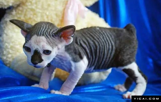 斯芬克斯短尾猫看上去和普通斯芬克斯猫(加拿大无毛猫)基本一样，有着又大又圆的耳朵，身体无毛、体格强壮，唯一的不同就是截短的尾巴。