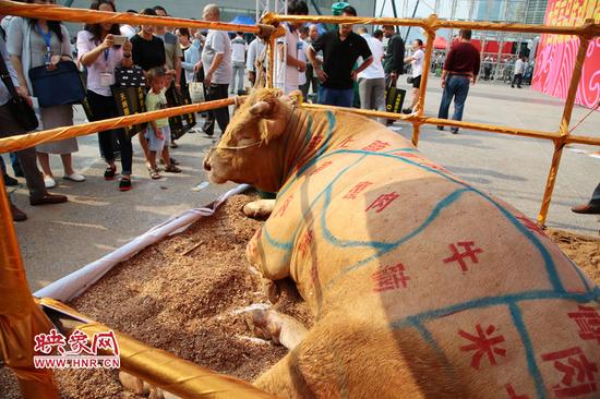 參加交易會的牛也成為了關注熱點