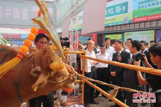 這頭牛吸引了副省長的注意