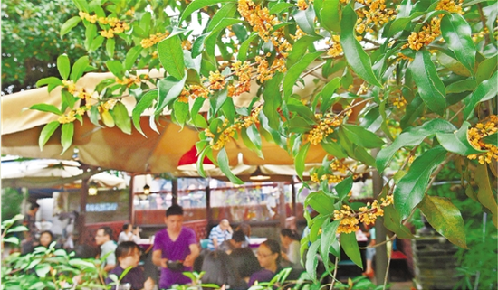 杭城秋意渐浓桂花香 超级月亮和钱江潮周末相