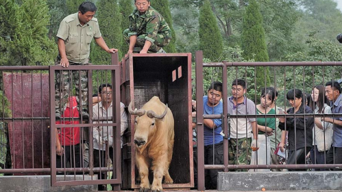 21日下午3時許，國家一級保護動物金毛羚牛抵達野生動物世界在章丘的新家。金毛羚牛重約600斤，10名壯漢和叉車協作，才將其帶入新家。
