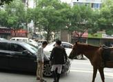 图为被真马踢了的宝马。