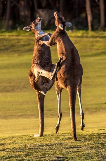 澳大利亚两雄性袋鼠为美人打架拳击相向_佛山频道_新浪广东_新浪网