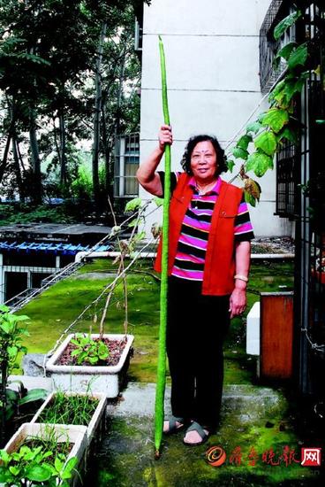 蘇成婕在泡沫盒里種出了“絲瓜中的姚明”。