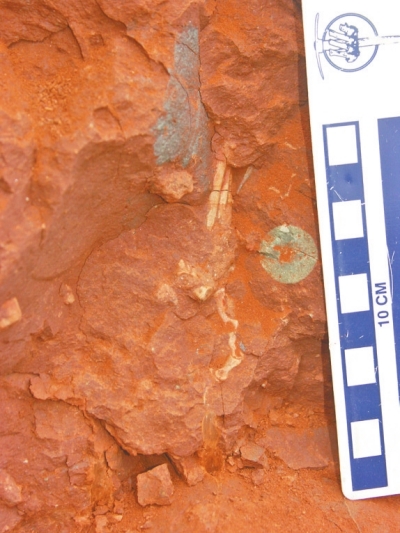 挖掘中的迷你豫龙化石（爪尖）。