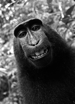 猴子“鸣人”自拍照