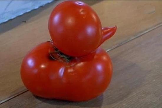 鸭子形状的番茄