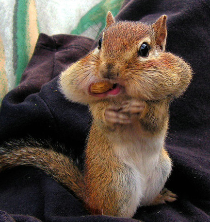 松鼠 pokL-fxieymv7573047.png