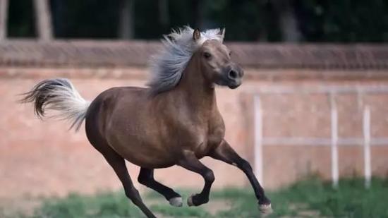 相声演员于谦爱养马 京郊有马场 最爱设特兰小矮马_马术_新浪竞技风暴_新浪网